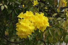 Handroanthus chrysanthus subsp. meridionalis